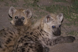 Hyenas, youngs by night